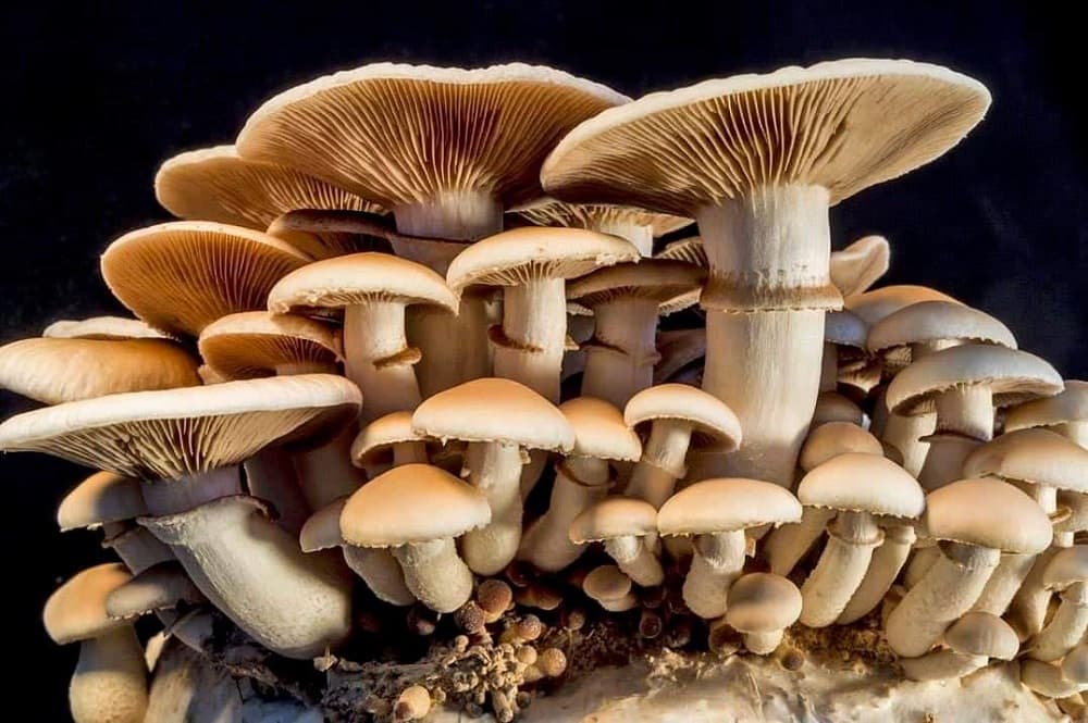 जंगली च्याउ खाँदा महिलाको मृत्यु