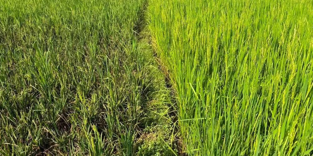 गोरखामा मरुवा सङ्क्रमणले चैते धानमा क्षति