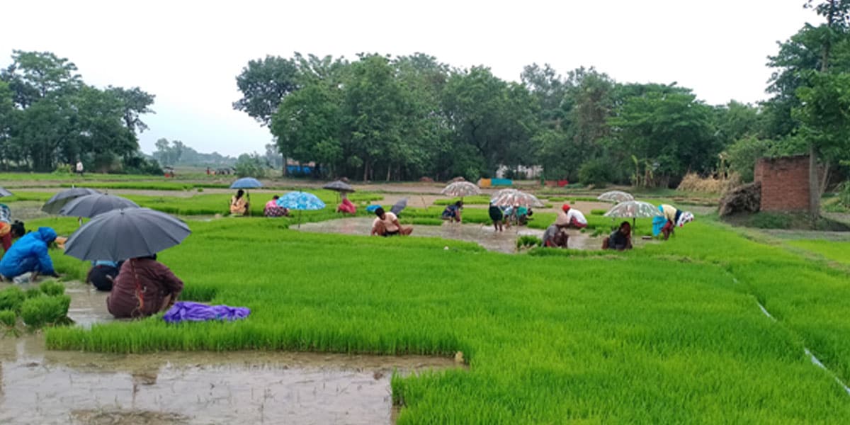 सिँचाइ अभाव हुँदा सङ्खुवासभामा २५ प्रतिशत मात्र रोपाइँ