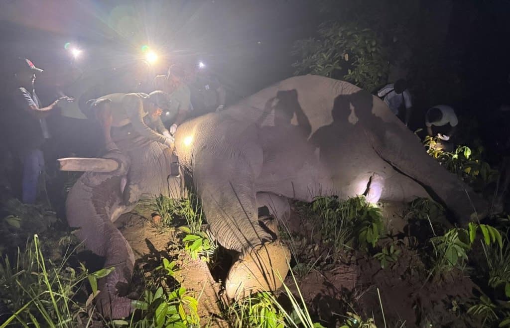 ‘ध्रुवे’लाई ‘रेडियो कलर’ जडानपछि दाह्रा काटेर छाडियो
