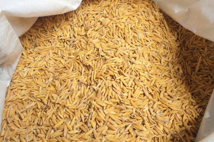 धान दिवसको कर्मकाण्ड र परनिर्भर कृषि