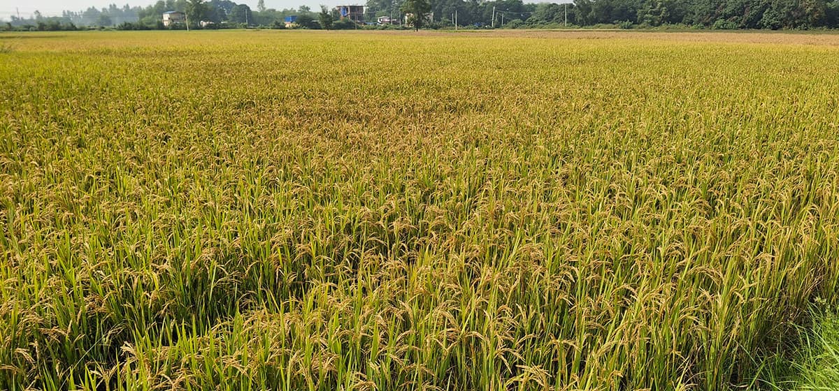 जलवायुमैत्री प्रविधिको प्रयोगबाट धानमा आत्मनिर्भरताको अपेक्षा