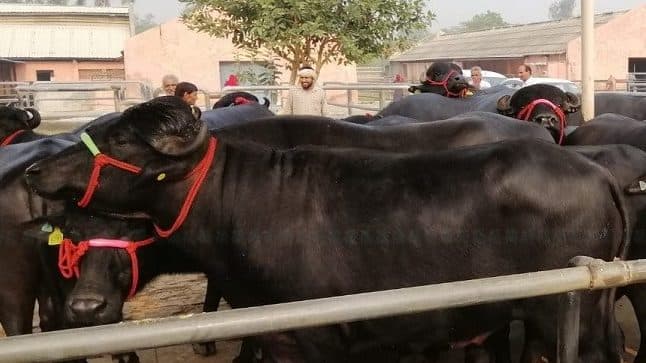 नश्ल सुधार गर्न मुर्रा राँगाको वीर्य किसानलाई वितरण